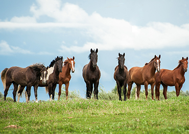 Breeds of Horses