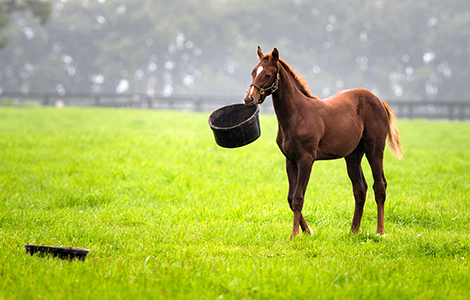 Care For Rescue Horses