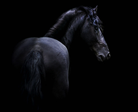 Depression in Horses