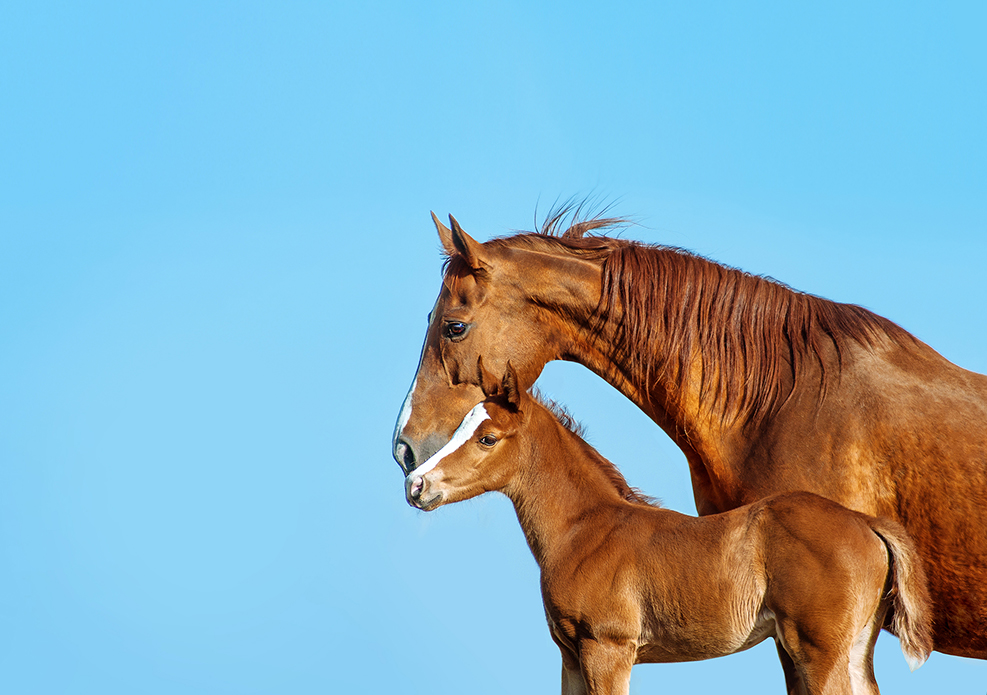 Equine Rescue Tennessee