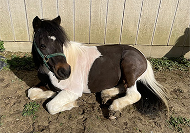 Foster A Pony