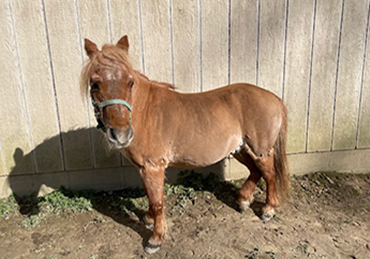 Horse Adoptions