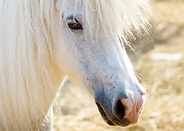 Horse Characteristics