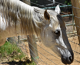 Horse Recovery