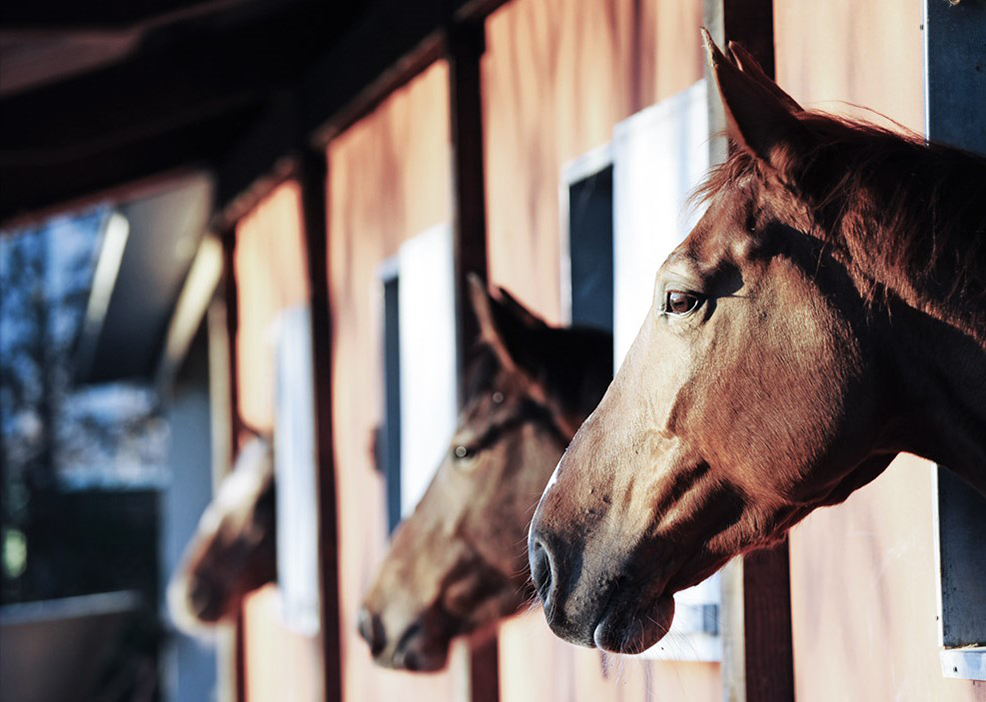 Horse Sanctuary