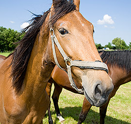 Walking Horse