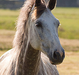 Appaloosa