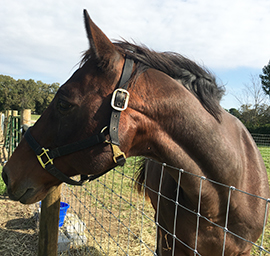 Horses Rescued