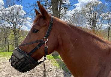 Rescue A Horse