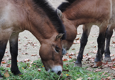 Rescue Burros