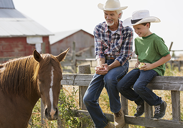 Rescue Horses