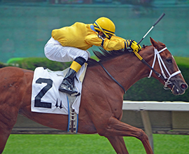 Retired Racehorses