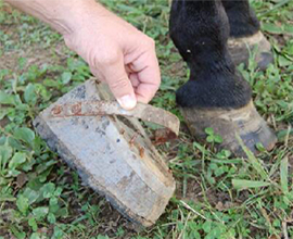 Soring Walking Horses