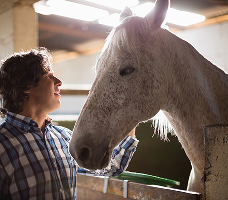 Surrendering A Horse